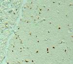 Amyloid beta 42 Antibody in Immunohistochemistry (Paraffin) (IHC (P))