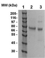 Villin 2/ezrin/p80 Antibody in Western Blot (WB)