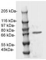 EWSR Antibody in Western Blot (WB)