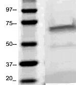 Selectin E Antibody in Western Blot (WB)