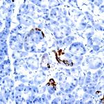 FGF4 Antibody in Immunohistochemistry (Paraffin) (IHC (P))