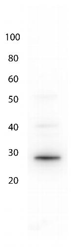 GFP Antibody in Western Blot (WB)