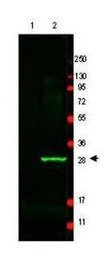 GFP Antibody in Western Blot (WB)