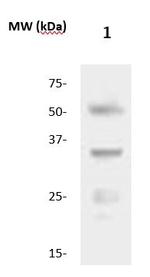 CD253/TRAIL Antibody in Western Blot (WB)