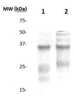 CD253/TRAIL Antibody in Western Blot (WB)
