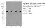 MYC tag Antibody in Western Blot (WB)