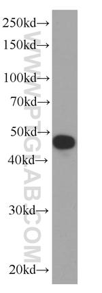 CD38 Antibody in Western Blot (WB)