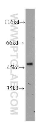CD38 Antibody in Western Blot (WB)