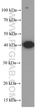 GATA1 Antibody in Western Blot (WB)