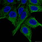 GRP94 Antibody in Immunocytochemistry (ICC/IF)