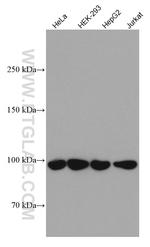 GRP94 Antibody in Western Blot (WB)