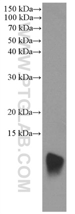 S100A11 Antibody in Western Blot (WB)