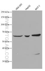 DHCR24 Antibody in Western Blot (WB)