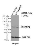 DHCR24 Antibody in Western Blot (WB)
