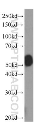 KMO Antibody in Western Blot (WB)