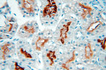MME/CD10 Antibody in Immunohistochemistry (Paraffin) (IHC (P))