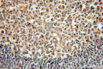 MME/CD10 Antibody in Immunohistochemistry (Paraffin) (IHC (P))