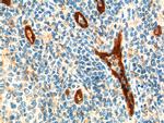 ACKR2 Antibody in Immunohistochemistry (Paraffin) (IHC (P))