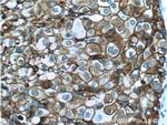 Annexin A2 Antibody in Immunohistochemistry (Paraffin) (IHC (P))
