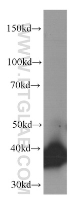 Annexin A2 Antibody in Western Blot (WB)