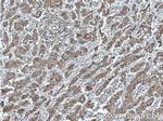 STOML2 Antibody in Immunohistochemistry (Paraffin) (IHC (P))
