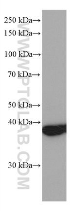 STOML2 Antibody in Western Blot (WB)