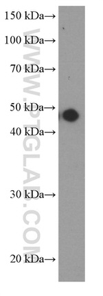MAGEA3 Antibody in Western Blot (WB)