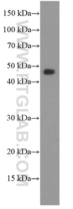 MAGEA3 Antibody in Western Blot (WB)