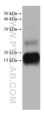 MGP Antibody in Western Blot (WB)