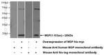 MGP Antibody in Western Blot (WB)