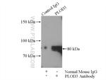 PLOD3 Antibody in Immunoprecipitation (IP)