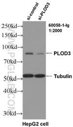 PLOD3 Antibody in Western Blot (WB)