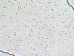 Syntaxin 6 Antibody in Immunohistochemistry (Paraffin) (IHC (P))
