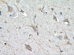 Syntaxin 6 Antibody in Immunohistochemistry (Paraffin) (IHC (P))