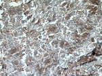 Syntaxin 6 Antibody in Immunohistochemistry (Paraffin) (IHC (P))