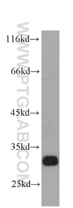 Syntaxin 6 Antibody in Western Blot (WB)