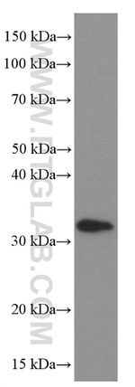 Syntaxin 6 Antibody in Western Blot (WB)
