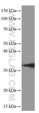 Syntaxin 6 Antibody in Western Blot (WB)