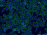 Follistatin Antibody in Immunocytochemistry (ICC/IF)