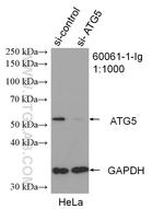 ATG5 Antibody in Western Blot (WB)