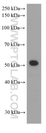 ATG5 Antibody in Western Blot (WB)
