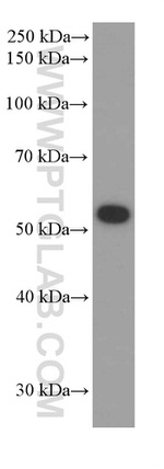 ATG5 Antibody in Western Blot (WB)