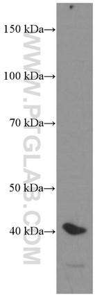 HDGF Antibody in Western Blot (WB)