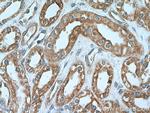 Neuropilin 1 Antibody in Immunohistochemistry (Paraffin) (IHC (P))
