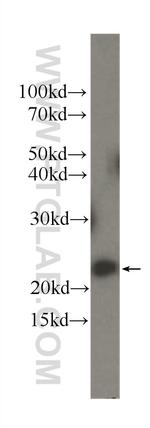 IL18 Antibody in Western Blot (WB)