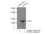 IFITM1 Antibody in Immunoprecipitation (IP)