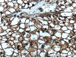 SEPT2 Antibody in Immunohistochemistry (Paraffin) (IHC (P))