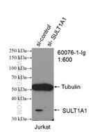 SULT1A1 Antibody in Western Blot (WB)