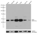 GDI2 Antibody in Western Blot (WB)