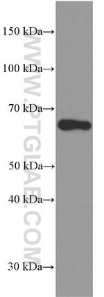 Fibulin 5 Antibody in Western Blot (WB)